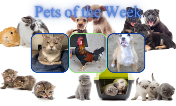 Pets of the Week for February 2, 2021
