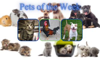 Pets of the Week for February 9, 2021