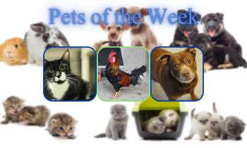 Pets of the Week for February 16, 2021