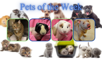Pets of the Week for February 23, 2021