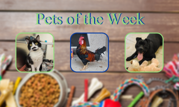 Pets of the Week for March 9, 2021