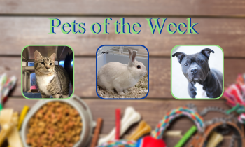 Pets of the Week for March 16, 2021