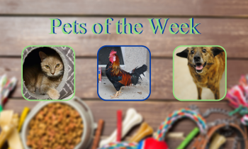 Pets of the Week for March 23, 2021