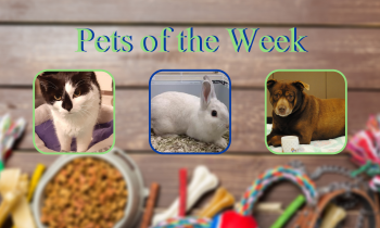 Pets of the Week for March 30, 2021