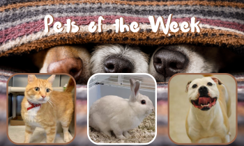 Pets of the Week for April 27, 2021