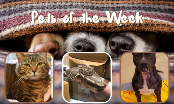 Pets of the Week for April 13, 2021