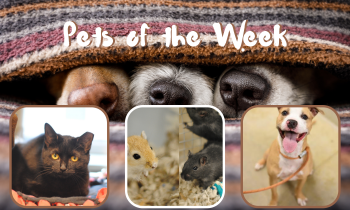 Pets of the Week for April 20, 2021