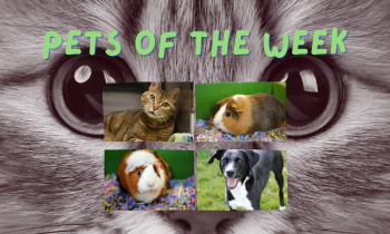 Pets of the Week for June 7, 2021