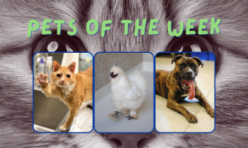 Pets of the Week for June 14, 2021