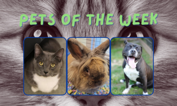 Pets of the Week for June 21, 2021