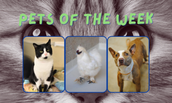 Pets of the Week for June 28, 2021