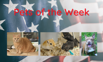 Pets of the Week for July 5, 2021