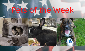 Pets of the Week for July 12, 2021