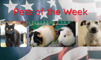 Pets of the Week for July 19, 2021
