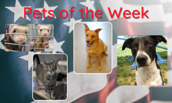 Pets of the Week for July 26, 2021