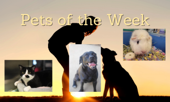Pets of the Week for August 2, 2021