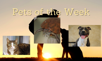 Pets of the Week for August 9, 2021
