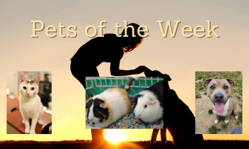 Pets of the Week for August 16, 2021