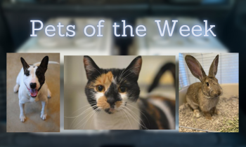 Pets of the Week for August 23, 2021
