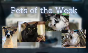 Pets of the Week for August 23, 2021