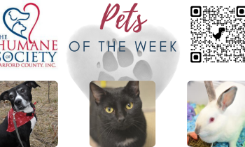 Pets of the Week for September 13, 2021