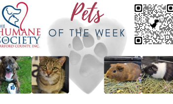 Pets of the Week for September 20, 2021