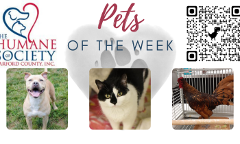 Pets of the Week for September 27, 2021