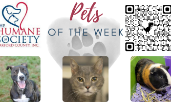 Pets of the Week for September 6, 2021
