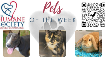 Pets of the Week for October 4, 2021