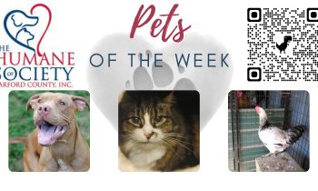 Pets of the Week for October 11, 2021