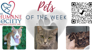 Pets of the Week for October 18, 2021