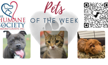 Pets of the Week for October 25, 2021