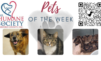 Pets of the Week for November 8, 2021