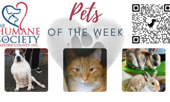 Pets of the Week for November 22, 2021