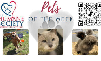 Pets of the Week for November 15, 2021