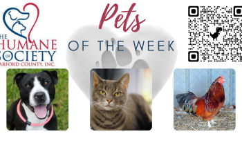 Pets of the Week for November 29, 2021