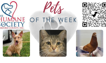 Pets of the Week for November 1, 2021