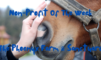 Saving Unwanted & Neglected Equines