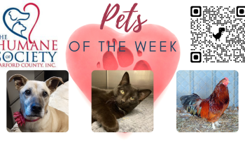 Pets of the Week for January 31, 2022