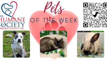 Pets of the Week for February 21, 2022