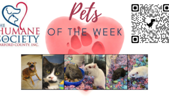 Pets of the Week for February 28, 2022