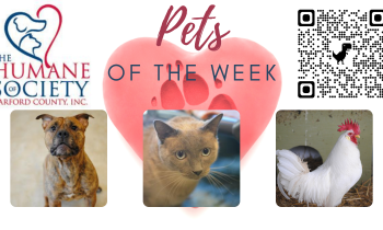 Pets of the Week for February 14, 2022