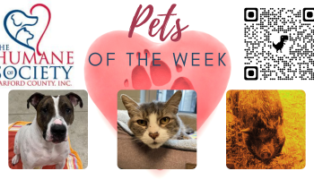 Pets of the Week for February 7, 2022