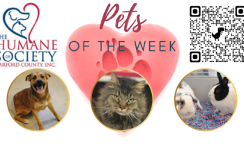 Pets of the Week for March 21, 2022