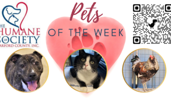 Pets of the Week for March 28, 2022