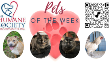 Pets of the Week for April 4, 2022