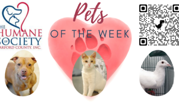 Pets of the Week for April 11, 2022