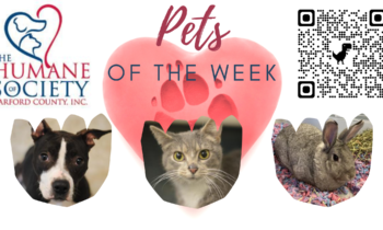 Pets of the Week for May 2, 2022