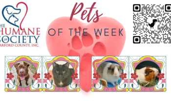 Pets of the Week for May 9, 2022