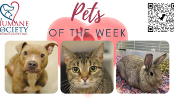 Pets of the Week for May 30, 2022